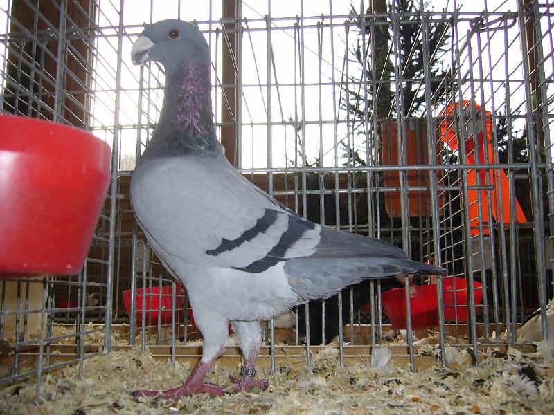 Kreisschau Coesfeld 2008 215.jpg - Deutsche Schautauben blau mit schwarzen Binden von Alfons Wortmann Preis V 97 Re